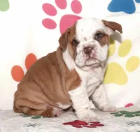Tucker, a male English Bulldog for sale in Colorado Springs, CO – Photo 1 of 10