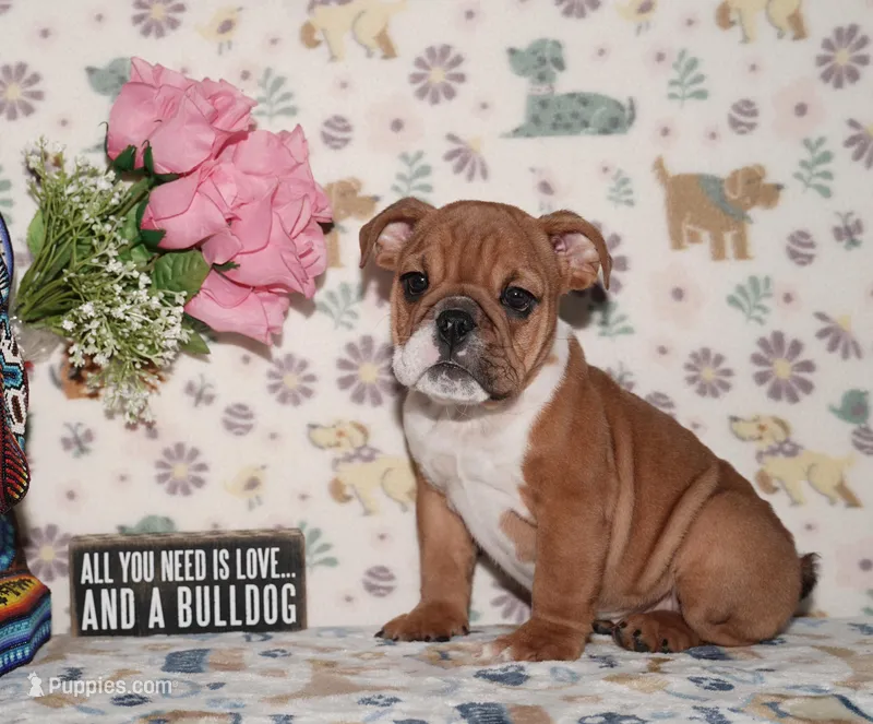 Sugar – English Bulldog puppy for sale in Colorado Springs, CO