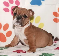 Sugar, a female English Bulldog for sale in Colorado Springs, CO – Photo 1 of 10