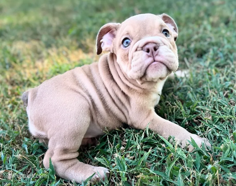 Janice – English Bulldog puppy for sale in Colorado Springs, CO