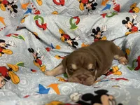 Jester, a male English Bulldog for sale in Colorado Springs, CO – 5 of 7