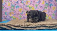 Phoenix, a female English Bulldog for sale in Colorado Springs, CO – 4 of 10