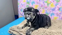 Phoenix, a female English Bulldog for sale in Colorado Springs, CO – 8 of 10