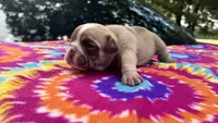 Rachel, a female English Bulldog for sale in Colorado Springs, CO – 5 of 9
