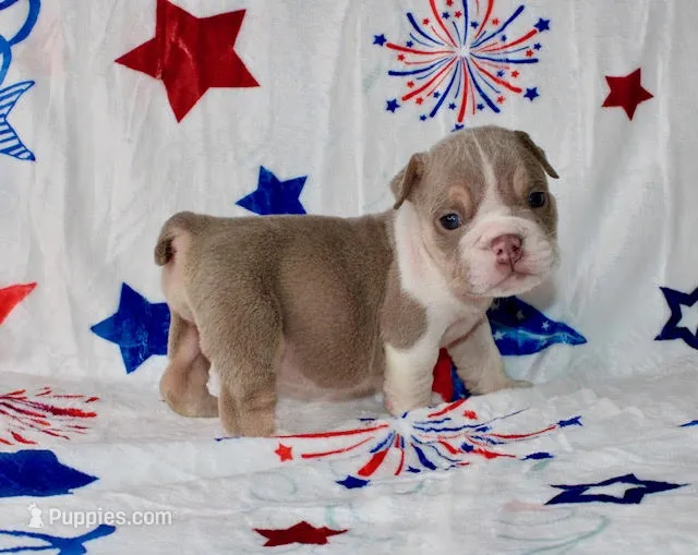 Buffy – English Bulldog puppy for sale in Colorado Springs, CO