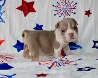 Buffy, a female English Bulldog for sale in Colorado Springs, CO – 1 of 3