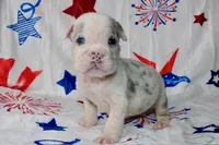 Katniss, a female English Bulldog for sale in Colorado Springs, CO – 3 of 3