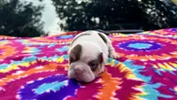 Monica, a female English Bulldog for sale in Colorado Springs, CO – 2 of 4