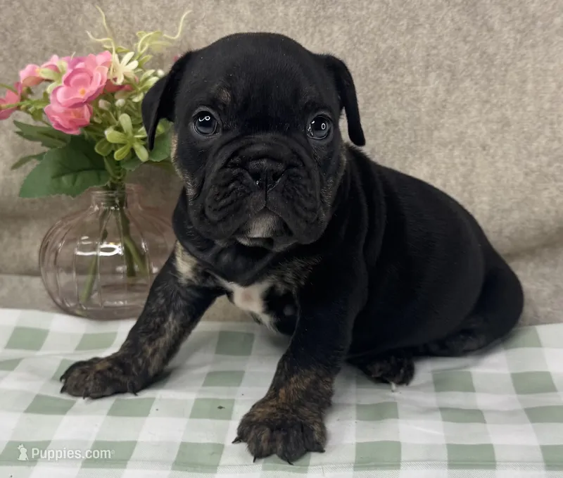 Viper – English Bulldog puppy for sale in Colorado Springs, CO