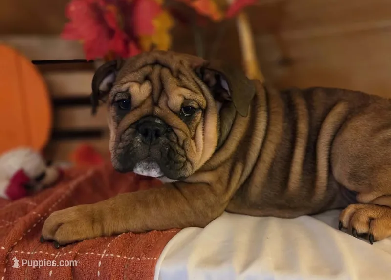 Peanut – English Bulldog puppy for sale in Colorado Springs, CO