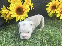 Bodhi, a male English Bulldog for sale in Colorado Springs, CO – 8 of 10