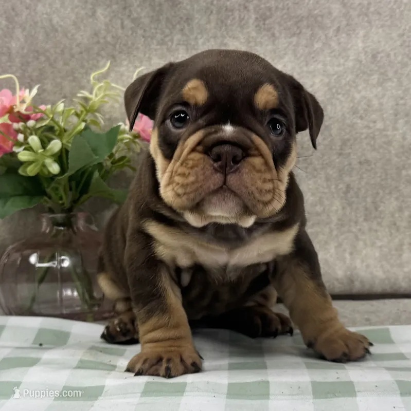 Phoebe – English Bulldog puppy for sale in Colorado Springs, CO