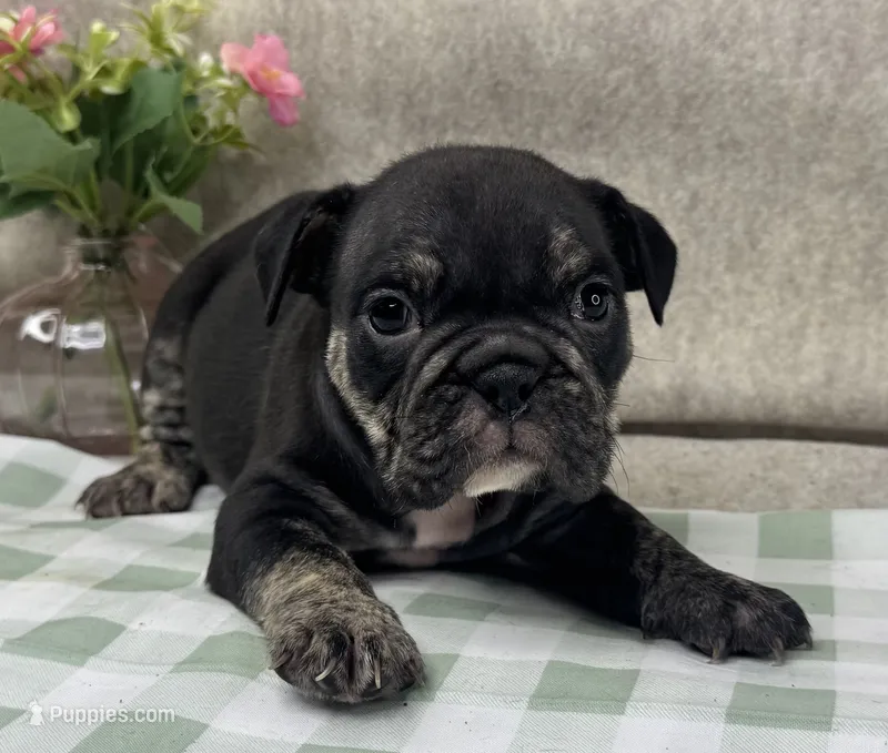 Phoenix – English Bulldog puppy for sale in Colorado Springs, CO