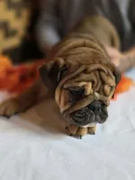 Layla, a female English Bulldog for sale in Colorado Springs, CO – 4 of 10