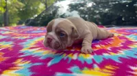 Rachel, a female English Bulldog for sale in Colorado Springs, CO – 3 of 9