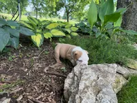 Gus, a male English Bulldog for sale in Colorado Springs, CO – 9 of 9