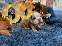 Rosie, a female English Bulldog for sale in Colorado Springs, CO – 6 of 8