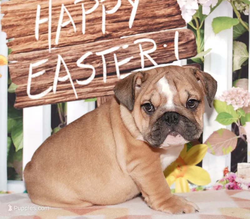 Duchess – English Bulldog puppy for sale in Colorado Springs, CO