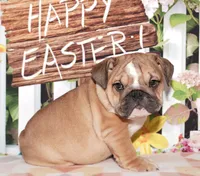 Duchess, a female English Bulldog for sale in Colorado Springs, CO – Photo 1 of 9