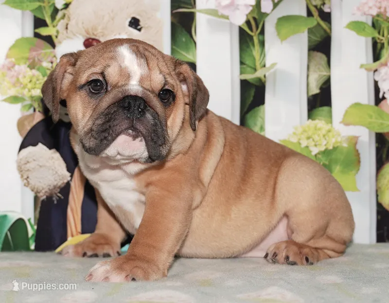 Duchess – English Bulldog puppy for sale in Colorado Springs, CO