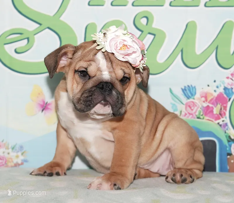 Duchess – English Bulldog puppy for sale in Colorado Springs, CO