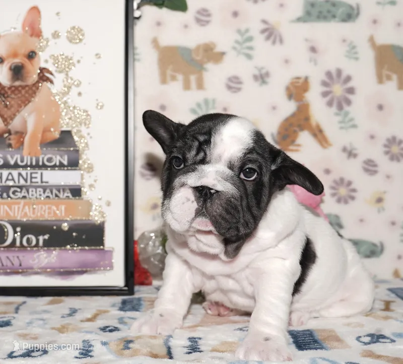 Jaq – French Bulldog puppy for sale in Colorado Springs, CO