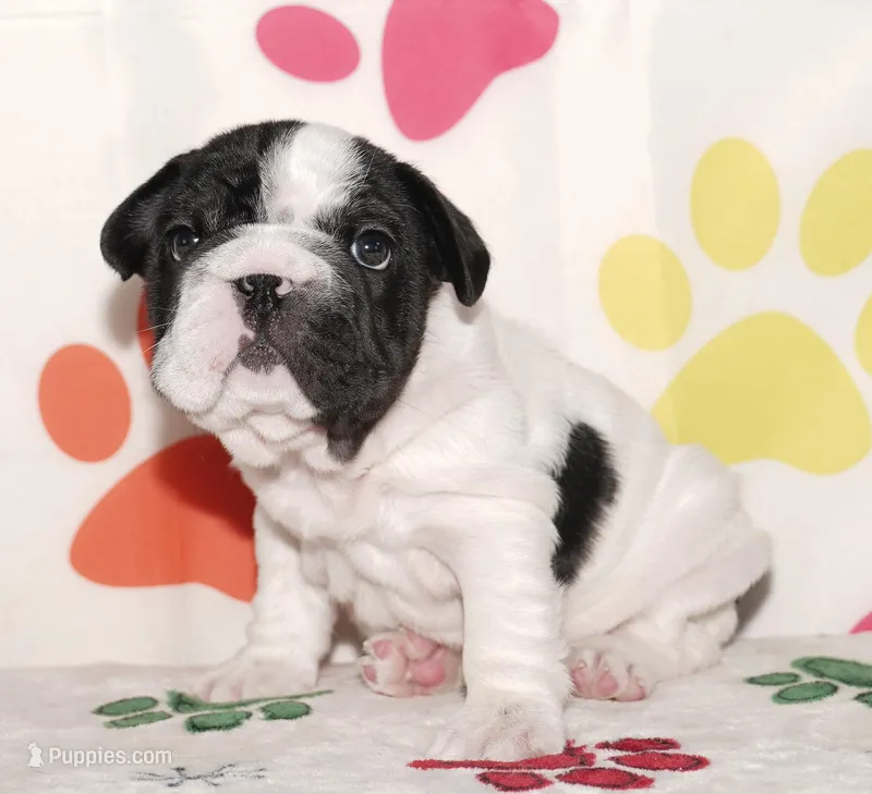 Jaq – French Bulldog puppy for sale in Colorado Springs, CO
