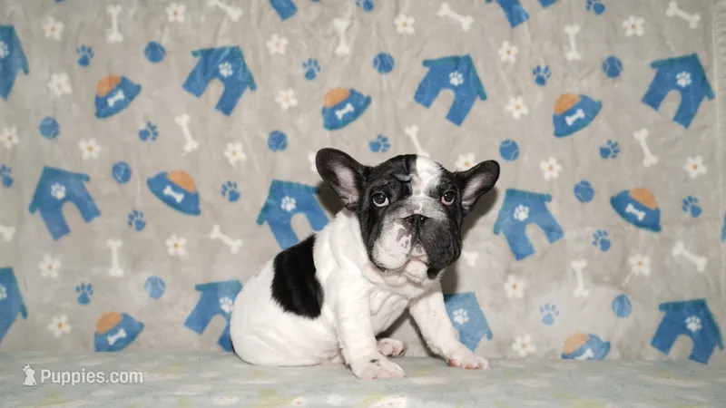 Jaq, a male French Bulldog for sale in Colorado Springs, CO – 1 of 10
