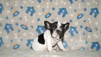 Jaq, a male French Bulldog for sale in Colorado Springs, CO – 1 of 10