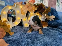 Murphy, a male English Bulldog for sale in Colorado Springs, CO – 8 of 10