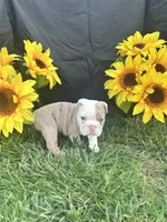 Indie, a female English Bulldog for sale in Colorado Springs, CO – 5 of 10