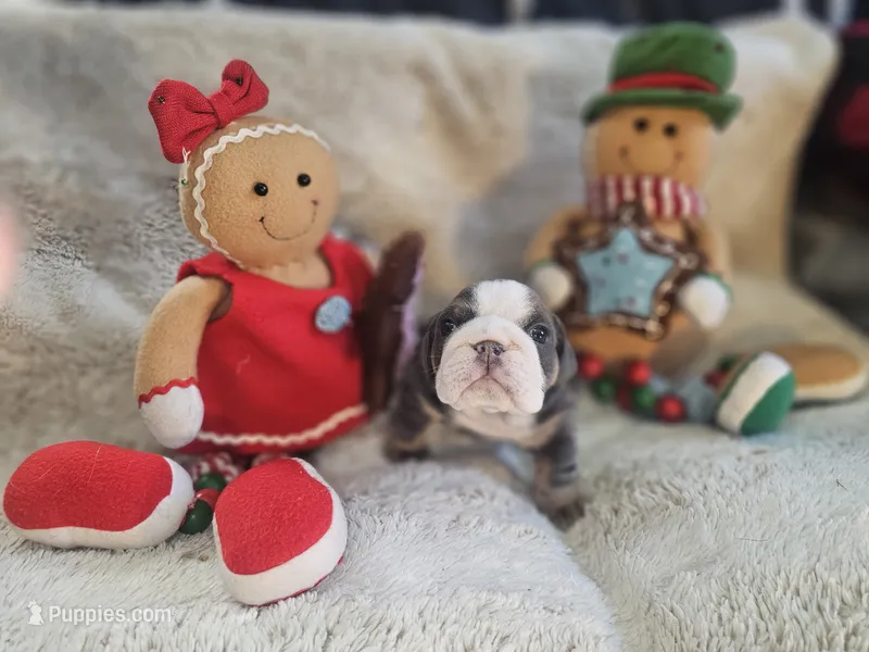 Ozzy – English Bulldog puppy for sale in Colorado Springs, CO