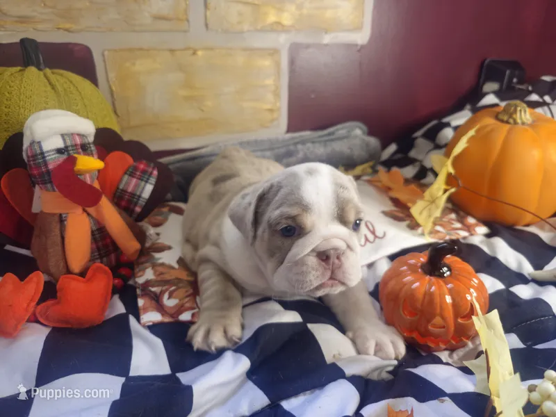 Dozer – English Bulldog puppy for sale in Colorado Springs, CO