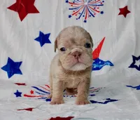 Stormie, a female English Bulldog for sale in Colorado Springs, CO – 2 of 3