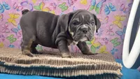 Halo, a female English Bulldog for sale in Colorado Springs, CO – 5 of 10