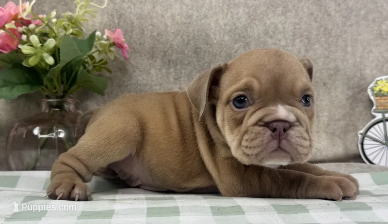 Janice – English Bulldog puppy for sale in Colorado Springs, CO