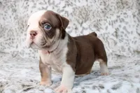 Spooky, a male English Bulldog for sale in Colorado Springs, CO – 4 of 4