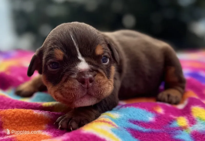 Phoebe – English Bulldog puppy for sale in Colorado Springs, CO