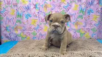 Janice, a female English Bulldog for sale in Colorado Springs, CO – 5 of 9