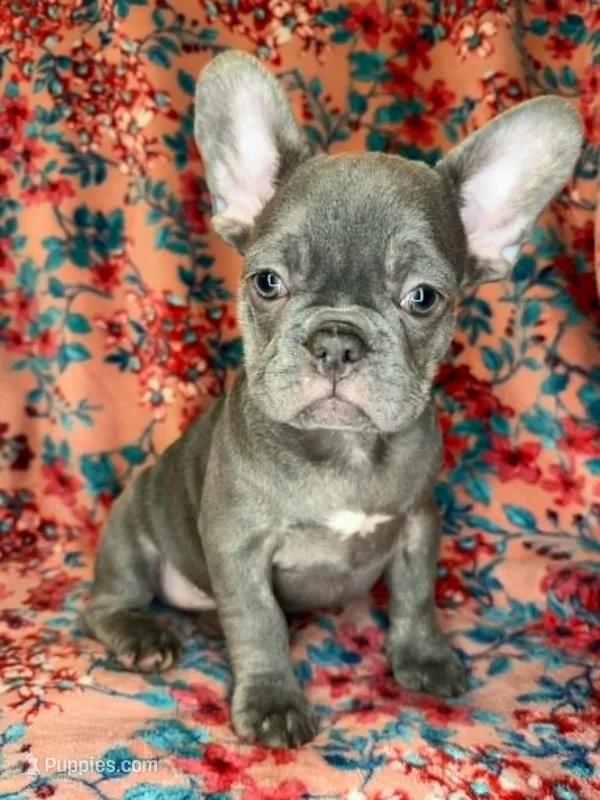 Beau – French Bulldog puppy for sale in Colorado Springs, CO
