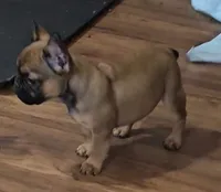Larry, a male French Bulldog for sale in Colorado Springs, CO – 2 of 10