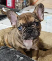 Mickey, a male French Bulldog for sale in Colorado Springs, CO – 2 of 10