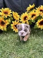 Olympia, a female English Bulldog for sale in Colorado Springs, CO – 10 of 10