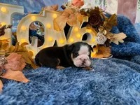 Murphy, a male English Bulldog for sale in Colorado Springs, CO – 3 of 10