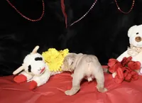 Marshmallow, a male English Bulldog for sale in Colorado Springs, CO – Photo 2 of 9