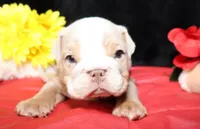 Marshmallow, a male English Bulldog for sale in Colorado Springs, CO – Photo 9 of 9