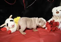 Marshmallow, a male English Bulldog for sale in Colorado Springs, CO – Photo 3 of 9