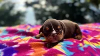 Phoebe, a female English Bulldog for sale in Colorado Springs, CO – 3 of 9
