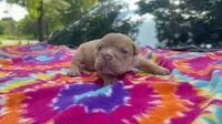 Janice, a female English Bulldog for sale in Colorado Springs, CO – 5 of 9