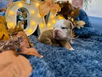 Rosie, a female English Bulldog for sale in Colorado Springs, CO – 8 of 8